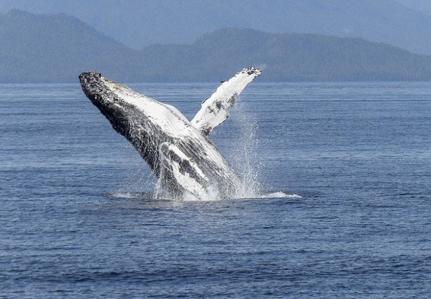 Anonymous se atribuye DDoS a Nissan en reclamo por la caza de ballenas en Japón